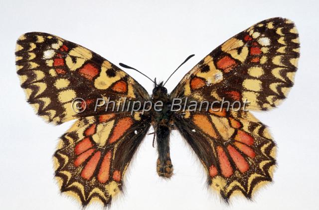 zerynthia honnoratii.JPG - Zerynthia rumina honnoratiiProserpineSpanish festoonLepidotera, PapilionidaePapillon protégé en France, non signalé depuis longtemps.